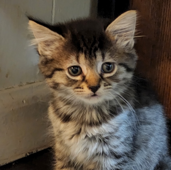 Save the kittens! - Picture 9 of 9